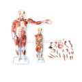 80CM نموذج العضلات البشري (27 قطعة)